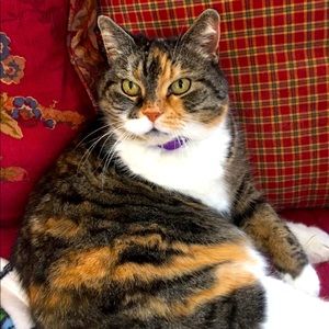 RIP My Precious Angel…Mama Kitty 11/15/23 - 18 yrs